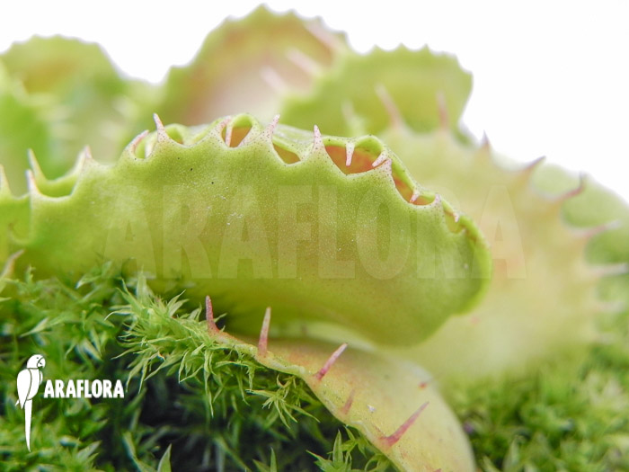 Dionaea muscipula &lsquo;Gwenny&rsquo;