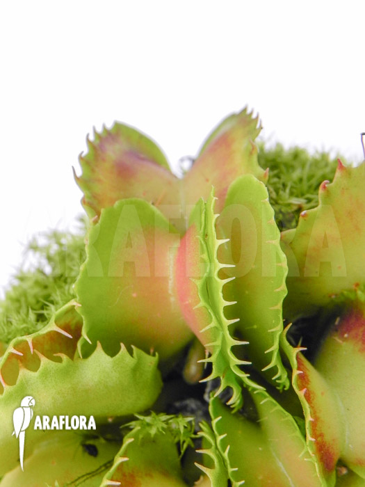 Dionaea muscipula &lsquo;Gwenny&rsquo;
