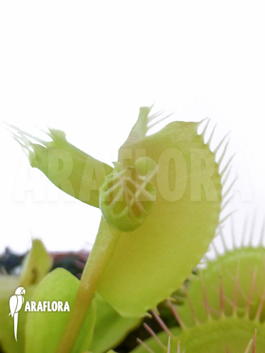 Dionaea muscipula &lsquo;Hammerhead Shark&rsquo;