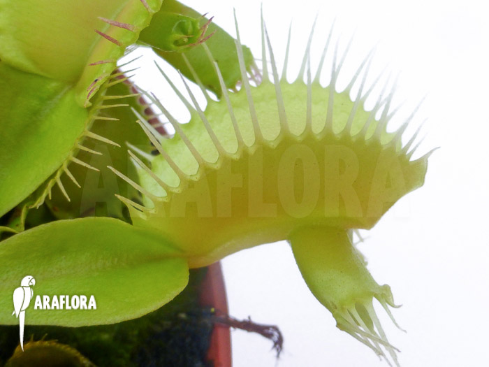 Dionaea muscipula &lsquo;Hammerhead Shark&rsquo;
