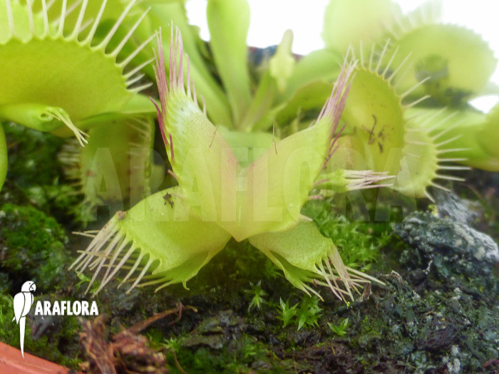 Dionaea muscipula &lsquo;Hammerhead Shark&rsquo;