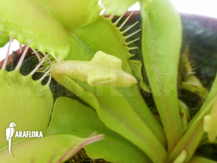 Dionaea muscipula &lsquo;Hammerhead Shark&rsquo;