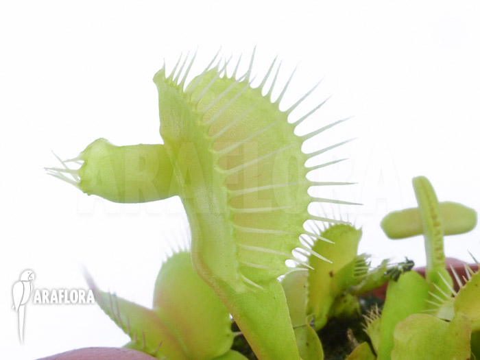 Dionaea muscipula &lsquo;Hammerhead Shark&rsquo;