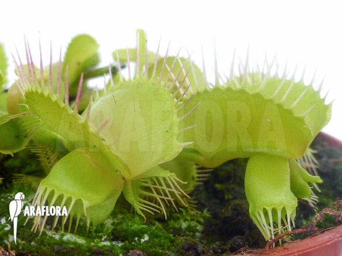Dionaea muscipula &lsquo;Hammerhead Shark&rsquo;