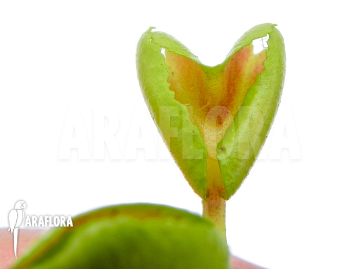 Dionaea muscipula &lsquo;Heartbreaker&rsquo;