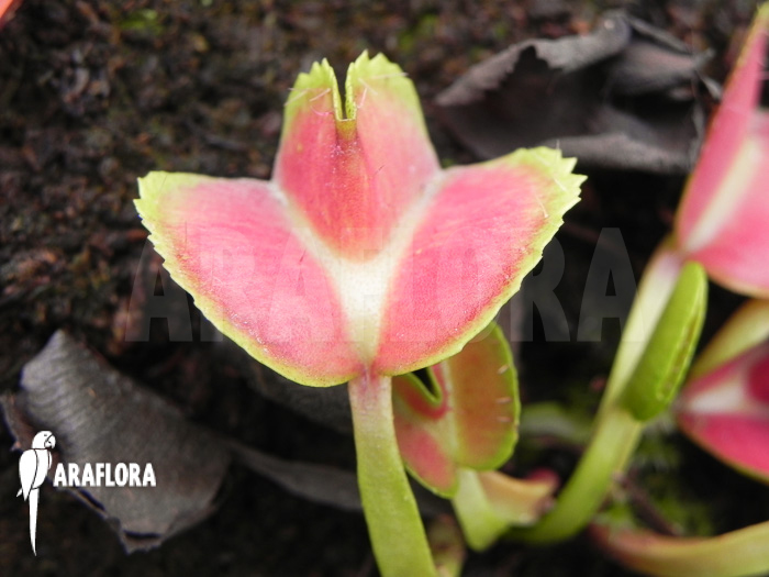 Dionaea muscipula &lsquo;Heartbreaker&rsquo;