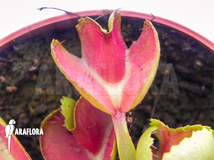Dionaea muscipula &lsquo;Heartbreaker&rsquo;