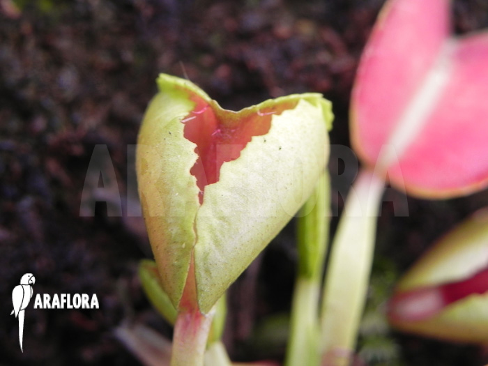 Dionaea muscipula &lsquo;Heartbreaker&rsquo;