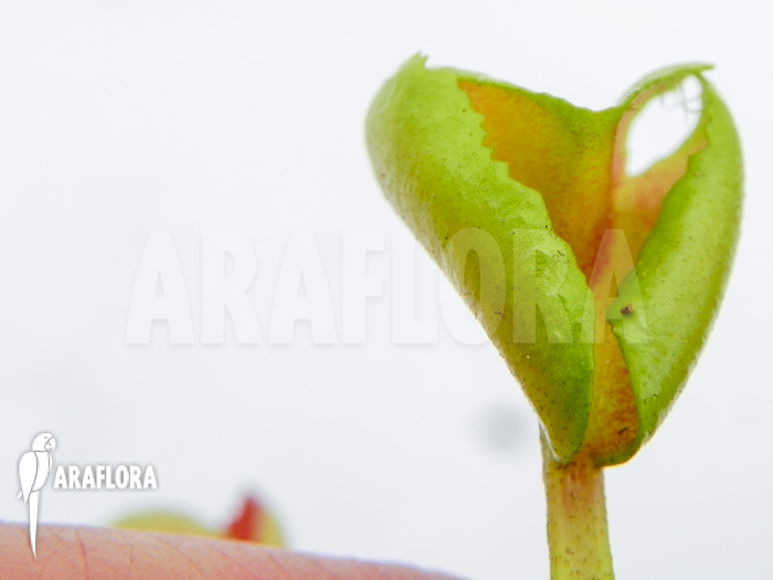 Dionaea muscipula &lsquo;Heartbreaker&rsquo;