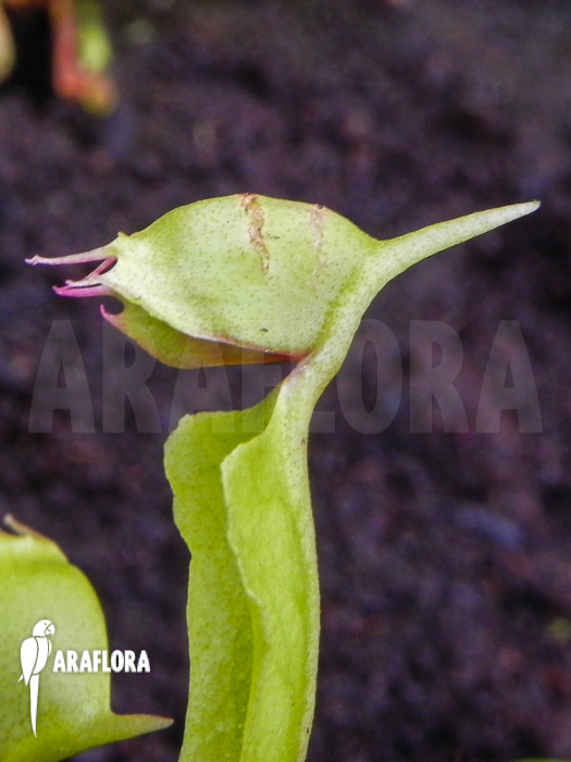 Dionaea muscipula Helmet