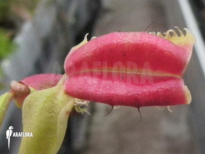 Dionaea muscipula &lsquo;Hot kiss&rsquo;