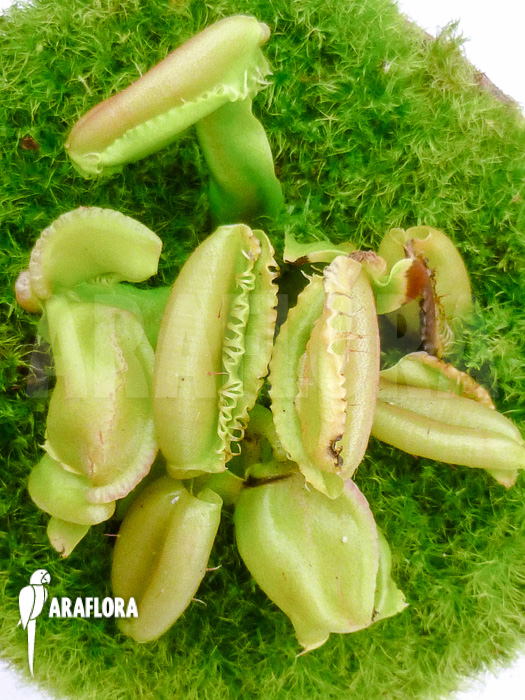 Dionaea muscipula &lsquo;Hot kiss&rsquo;
