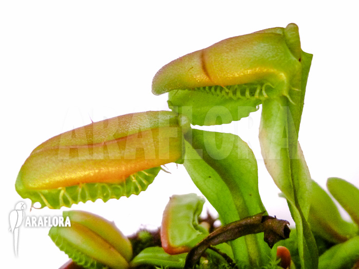 Dionaea muscipula &lsquo;Hot kiss&rsquo;