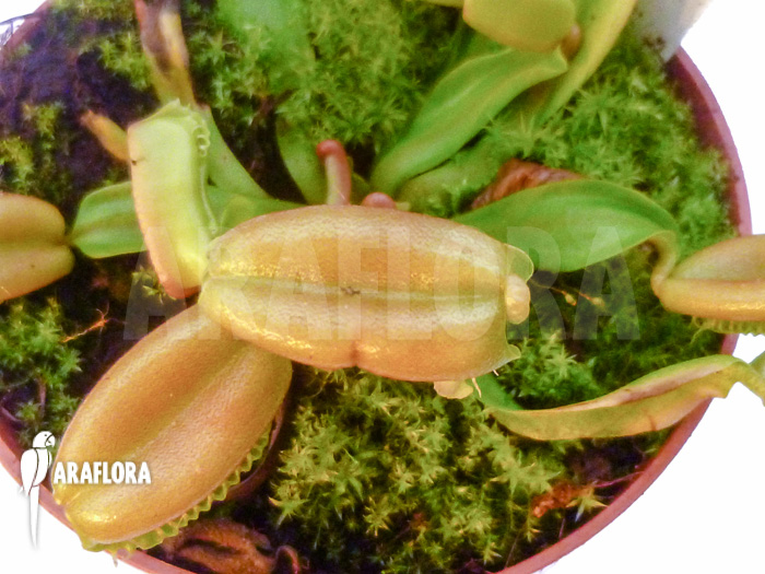 Dionaea muscipula &lsquo;Hot kiss&rsquo;