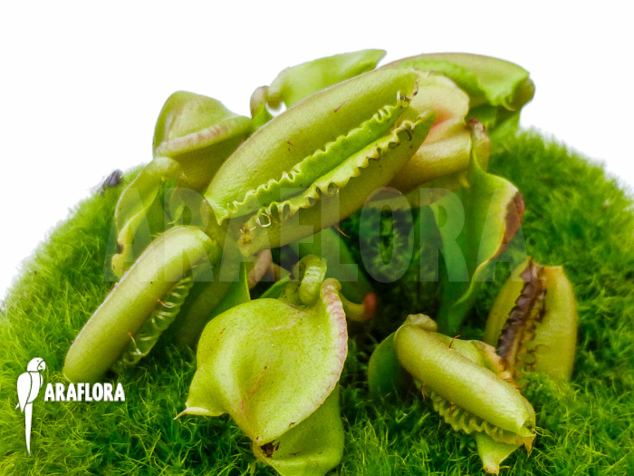 Dionaea muscipula &lsquo;Hot kiss&rsquo;