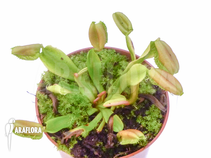 Dionaea muscipula &lsquo;Hot kiss&rsquo;