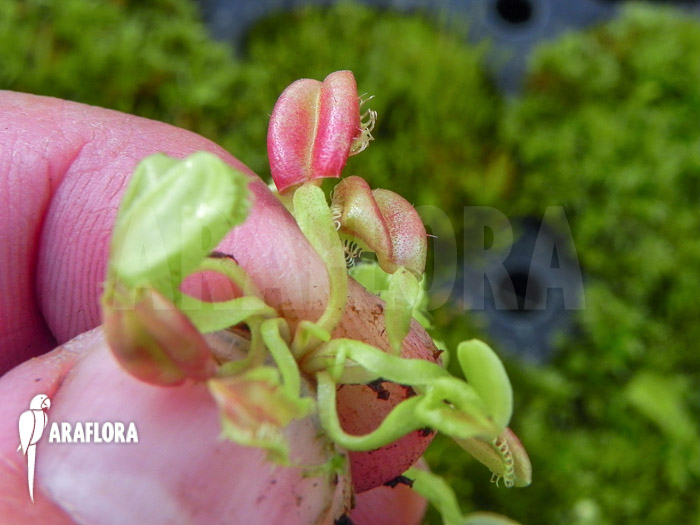 Dionaea muscipula &lsquo;Hot kiss&rsquo; &lsquo;Starter&rsquo;