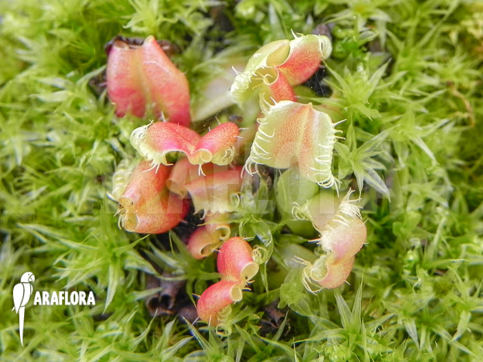 Dionaea muscipula &lsquo;Hot kiss&rsquo; &lsquo;Starter&rsquo;