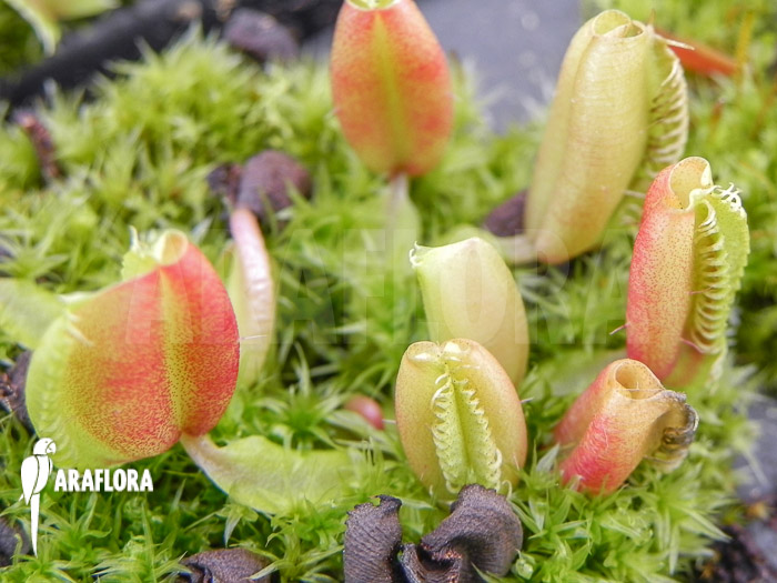 Dionaea muscipula &lsquo;Hot kiss&rsquo; &lsquo;Starter&rsquo;