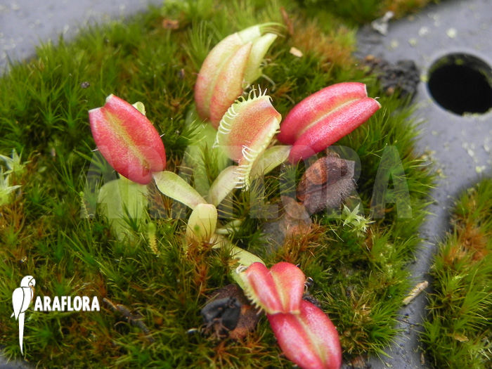 Dionaea muscipula &lsquo;Hot kiss&rsquo; &lsquo;Starter&rsquo;