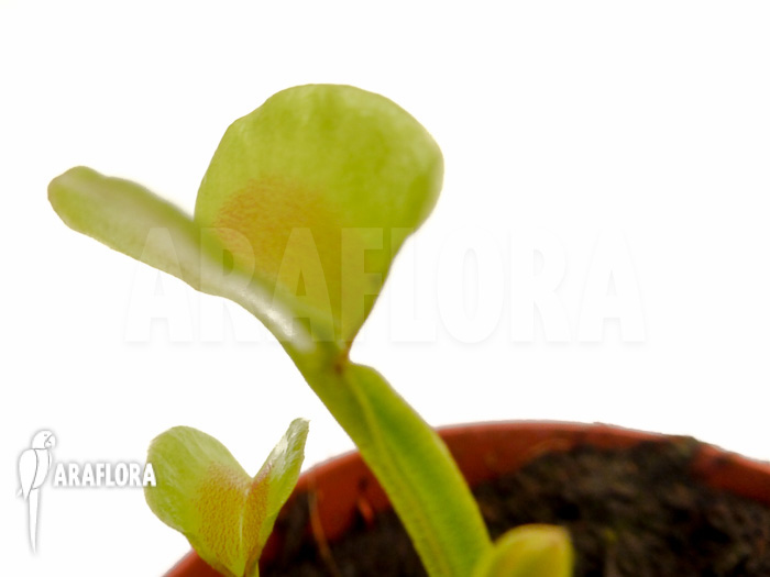 Dionaea muscipula &lsquo;Hot kiss&rsquo; &lsquo;Starter&rsquo;