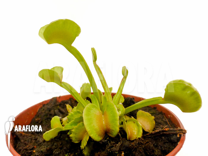 Dionaea muscipula &lsquo;Hot kiss&rsquo; &lsquo;Starter&rsquo;