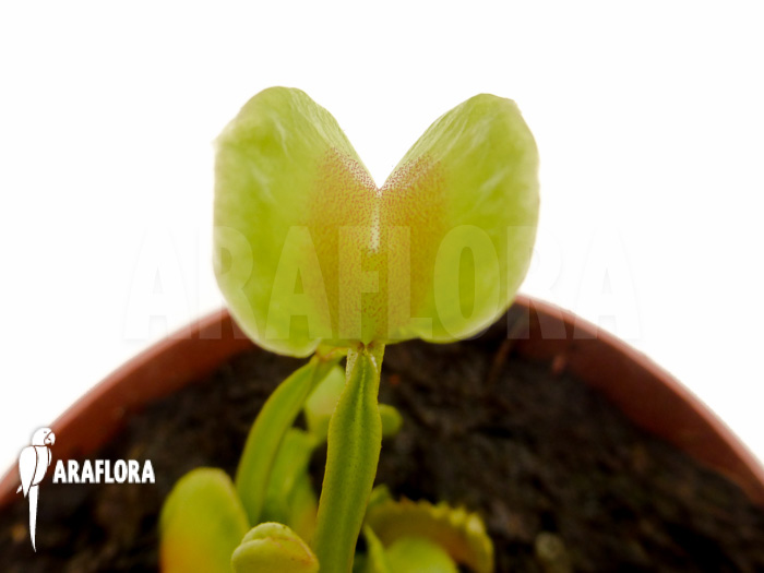 Dionaea muscipula &lsquo;Hot kiss&rsquo; &lsquo;Starter&rsquo;