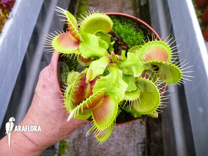 Dionaea muscipula hulk