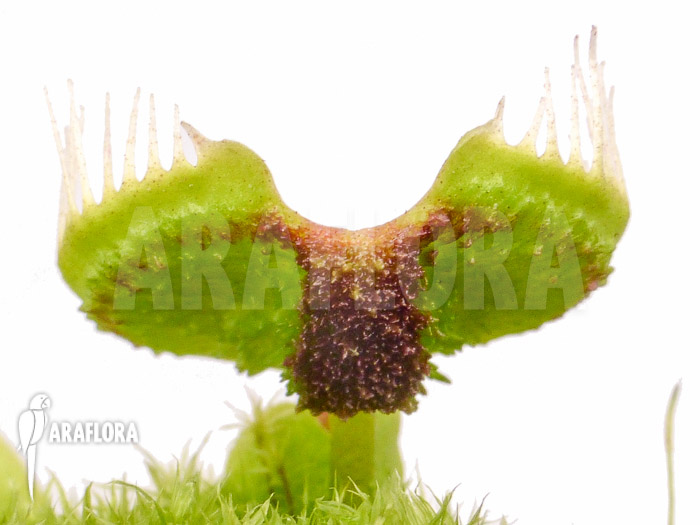 Dionaea muscipula &lsquo;Intrudor&rsquo;