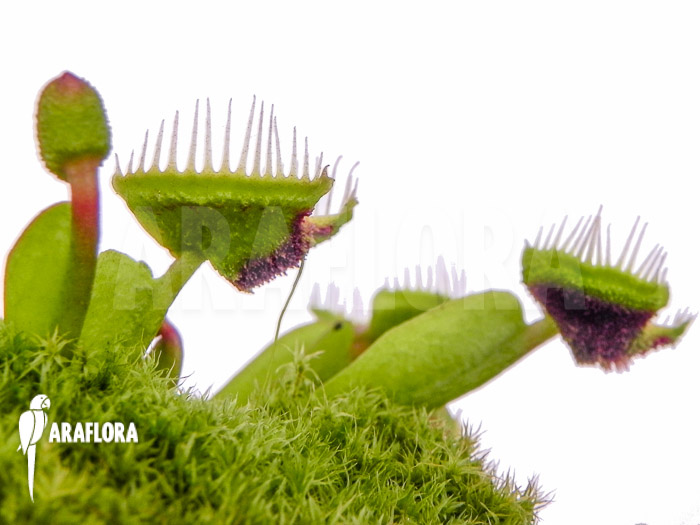 Dionaea muscipula &lsquo;Intrudor&rsquo;