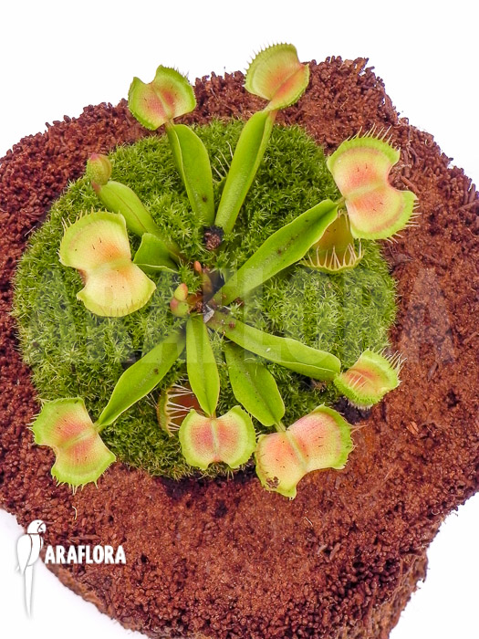 Dionaea muscipula &lsquo;Intrudor&rsquo;
