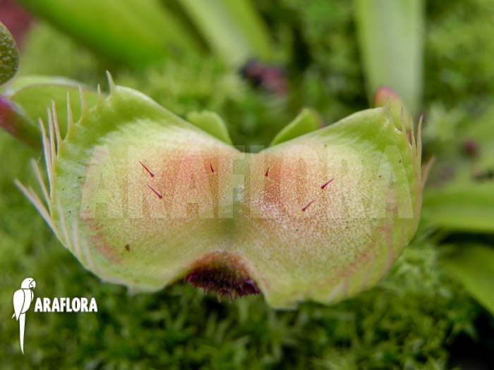 Dionaea muscipula &lsquo;Intrudor&rsquo;