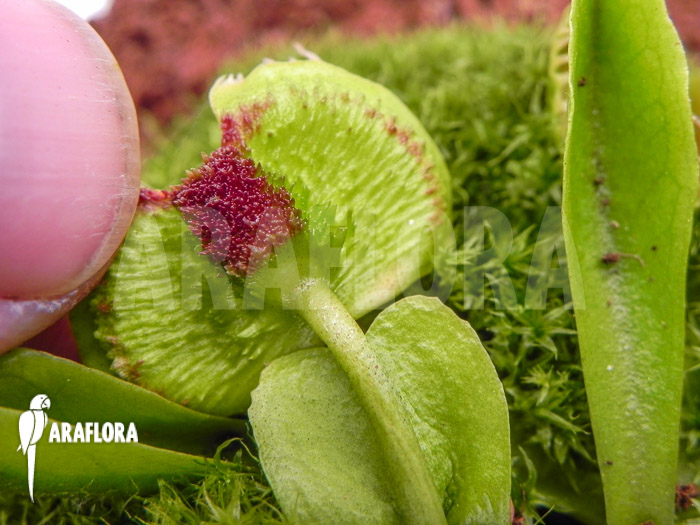 Dionaea muscipula &lsquo;Intrudor&rsquo;