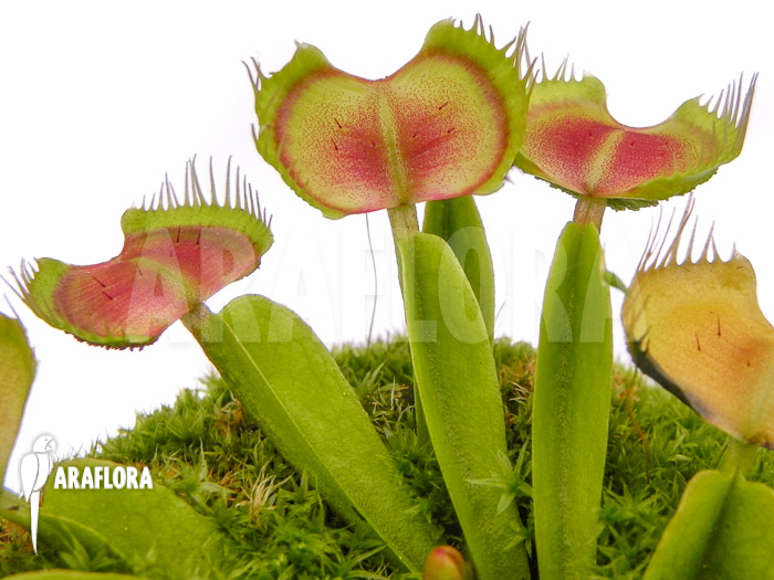Dionaea muscipula &lsquo;Intrudor&rsquo;