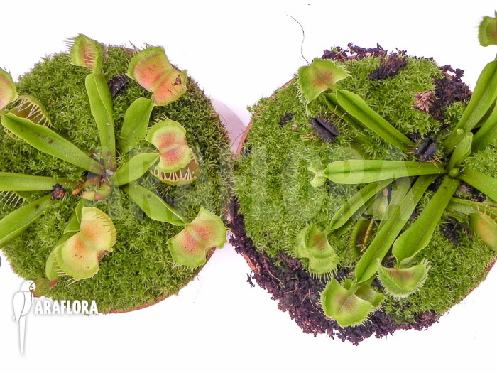 Dionaea muscipula &lsquo;Intrudor vs Pom Pom