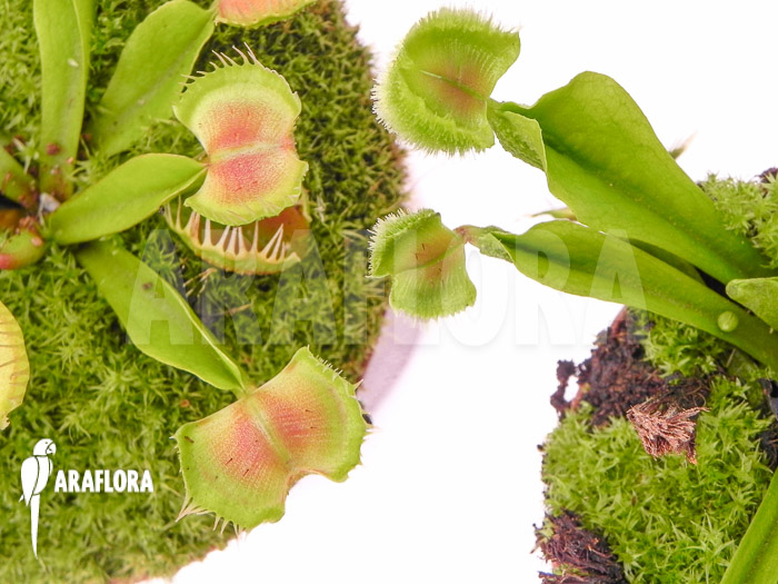 Dionaea muscipula &lsquo;Intrudor vs Pom Pom