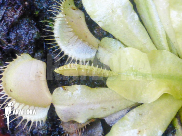 Dionaea muscipula Ivory