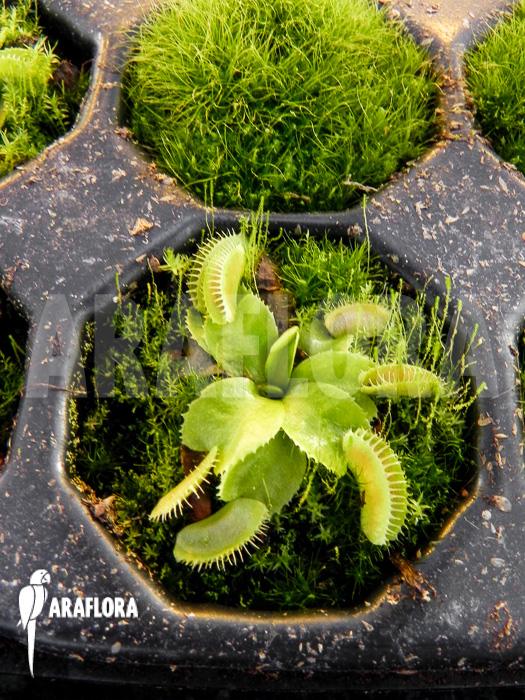 Dionaea muscipula &lsquo;Jaws Smiley&rsquo;