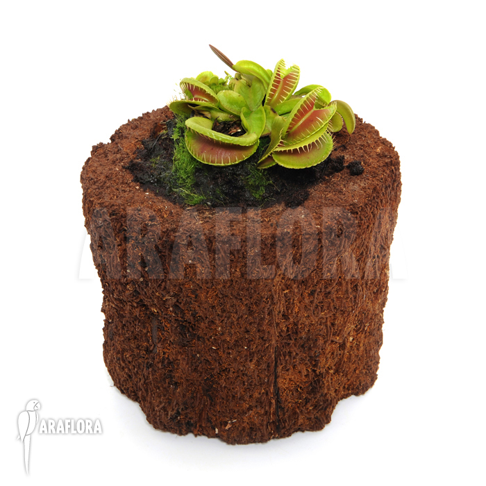 Dionaea muscipula &lsquo;Jaws Smiley&rsquo;