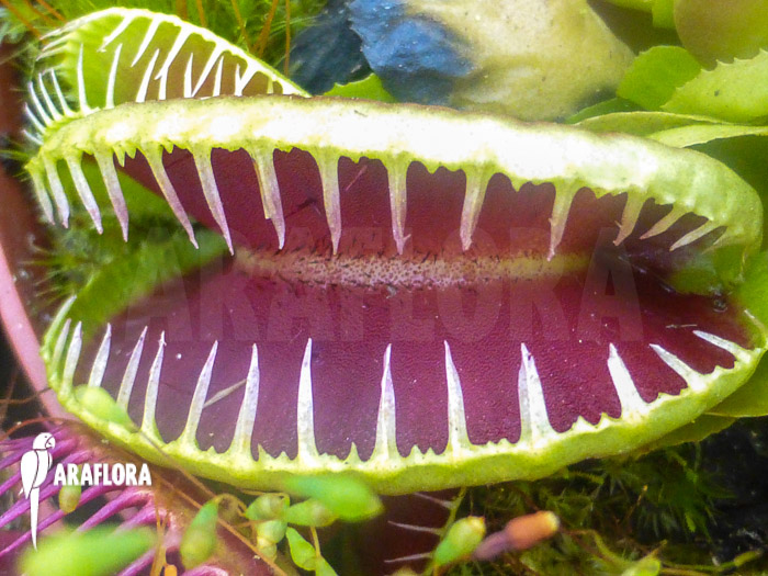 Dionaea muscipula &lsquo;Jaws Smiley&rsquo;