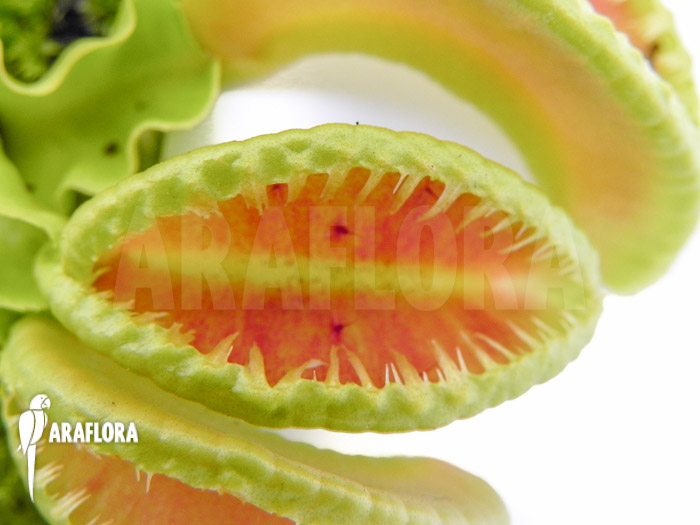 Dionaea muscipula &lsquo;Jaws double smiley&rsquo;