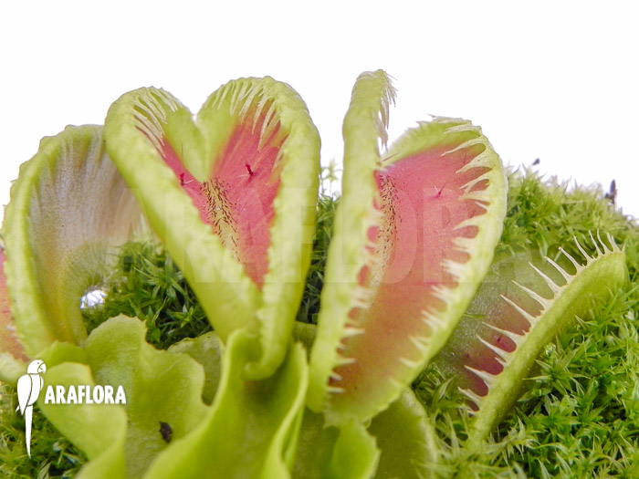 Dionaea muscipula &lsquo;Jaws double smiley&rsquo;