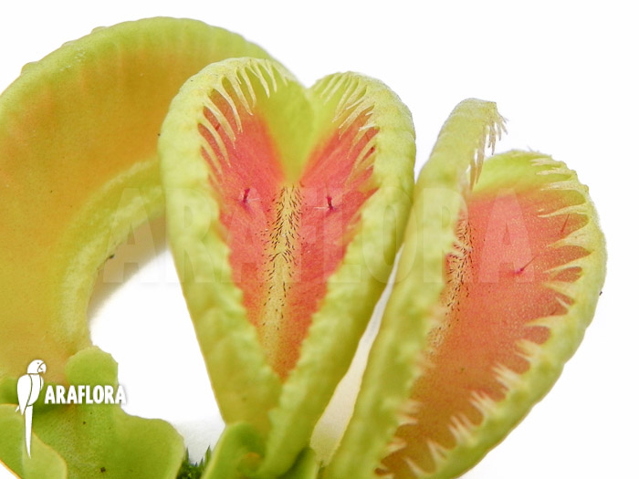 Dionaea muscipula &lsquo;Jaws double smiley&rsquo;