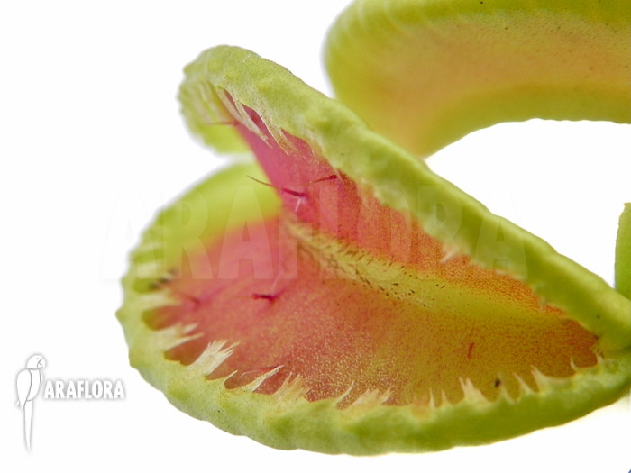 Dionaea muscipula &lsquo;Jaws double smiley&rsquo;