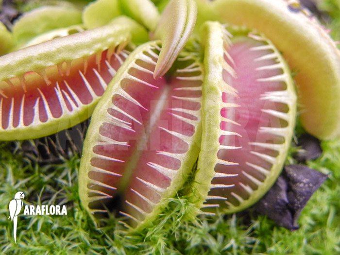 Dionaea muscipula &lsquo;Jaws smiley crested&rsquo;