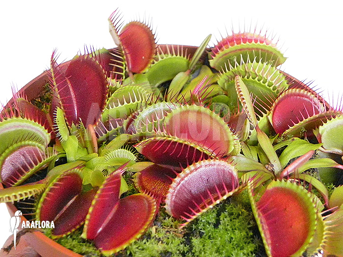 Dionaea muscipula &lsquo;Jumbo&rsquo; &lsquo;XL&rsquo;