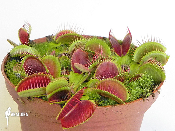 Dionaea muscipula &lsquo;Jumbo&rsquo; &lsquo;XL&rsquo;