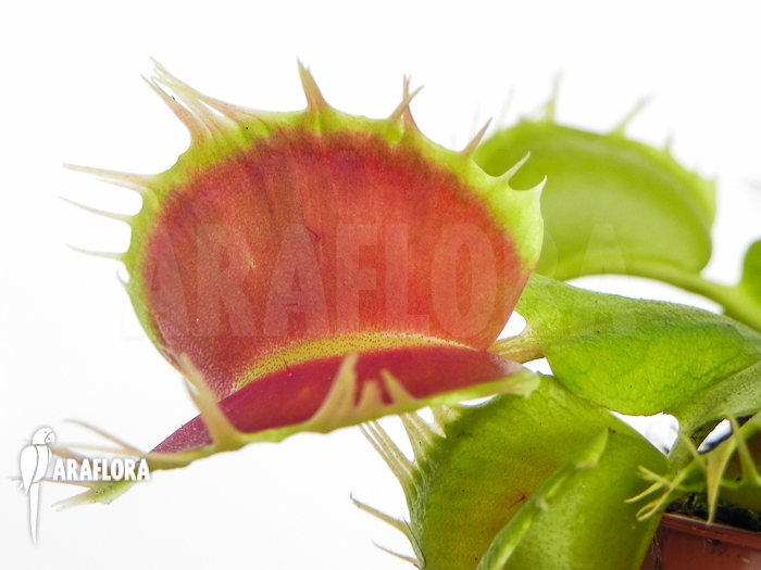 Dionaea muscipula King Kong