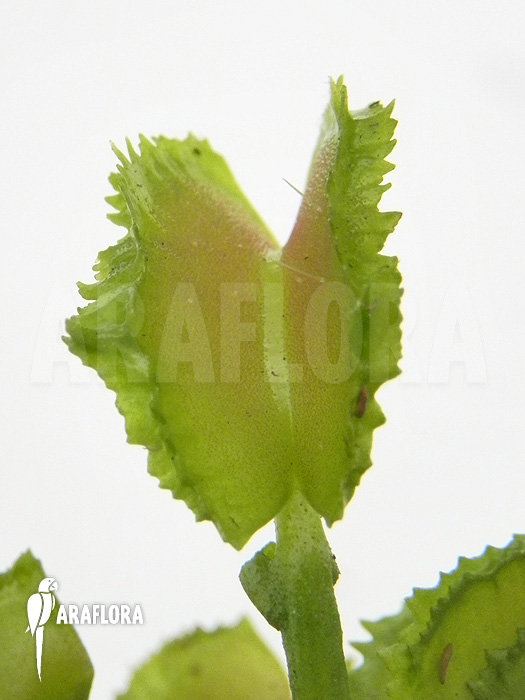 Dionaea muscipula &lsquo;Kinky Wave&rsquo;