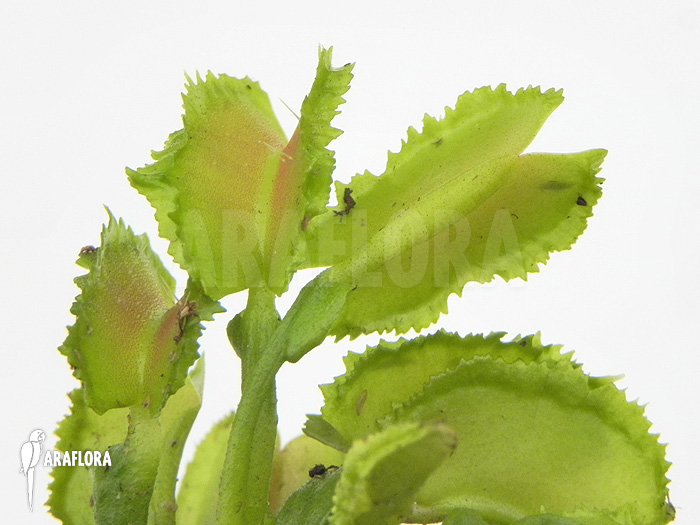 Dionaea muscipula &lsquo;Kinky Wave&rsquo;